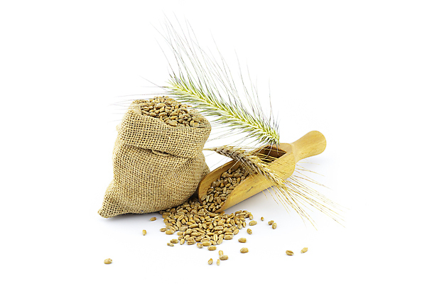 포토 JPG 해외이미지 식물 계절 음식 백그라운드 농업 가방 재료 자연 건조 건강 옥수수 씨앗 사람없음 목재 농작물 농장 갈색 노란색 쌓기 우주 수확 흰색 시골 황금 낟알 시리얼 밀 삼베 심볼 오브젝트 유기농 날것 보리 귀 자루 흘림 흙더미 내추럴 고립 밭일 숙성 호밀 통밀 해외포토 나무 웰빙 잡화 산업 컬러 모션 곡류 신체부위 흙 생태계 파일형식 천_직물 더미 이미지허브