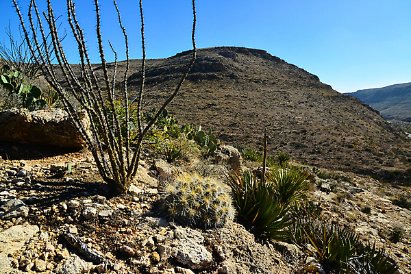 포토 JPG 해외이미지 나무 식물 꽃 야생동물 분홍색 여행 백그라운드 꽃무늬 과일 자연 날씨 선인장 건조 사람없음 초록색 물 파란색 컬러풀 보라색 사막 뜨거움 액체 가시 냄비 척추 내추럴 알로에 해외포토 자연요소 동물 컬러 무늬 뼈 솥 생태계 파일형식 이미지허브