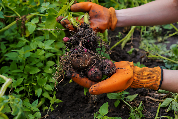포토 JPG 해외이미지 식물 라이프스타일 손 음식 장갑 백그라운드 밭 농업 채소 자연 감자 건강 사람없음 야외 환경 정원 수확 성장 신선 업무 농부 유기농 원예 고무 비건 해외포토 직업 웰빙 잡화 산업 취미 생활 신체부위 작업 생태계 채식주의자 파일형식 이미지허브