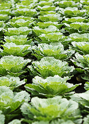 포토 JPG 해외이미지 식물 음식 백그라운드 잎 밭 농업 다이어트 채소 재료 자연 건강 요리 사람없음 초록색 농작물 농장 머리 정원 샐러드 수확 성장 신선 유기농 양배추 날것 내추럴 밭일 줄서기 채식주의자 비건 해외포토 웰빙 산업 컬러 모션 신체부위 생태계 채식 파일형식 이미지허브