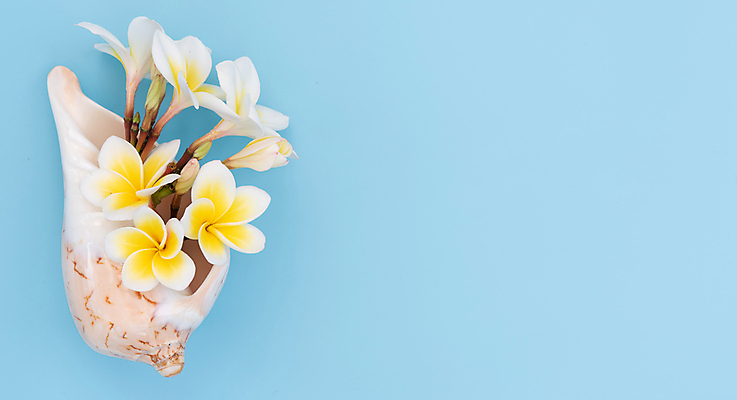 포토 JPG 해외이미지 식물 디자인 꽃잎 꽃 꽃다발 백그라운드 잎 꽃무늬 자연 사람없음 장식 파란색 뷰티 우주 환경 꽃병 스파 벚꽃 껍질 흰색 나뭇가지 마사지 신용카드 개화 우아함 달콤 묘사 이국적 카피스페이스 해외포토 나무 컬러 컨셉 무늬 금융 공백 맛 생태계 파일형식 이미지허브