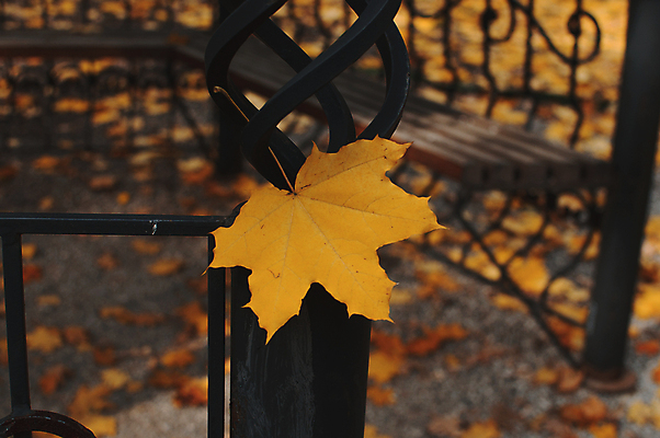 포토 JPG 해외이미지 백그라운드 단풍 사람없음 야외 아웃포커스 울타리 노란색 해외포토 컬러 잎 촬영기법 담장 파일형식 이미지허브