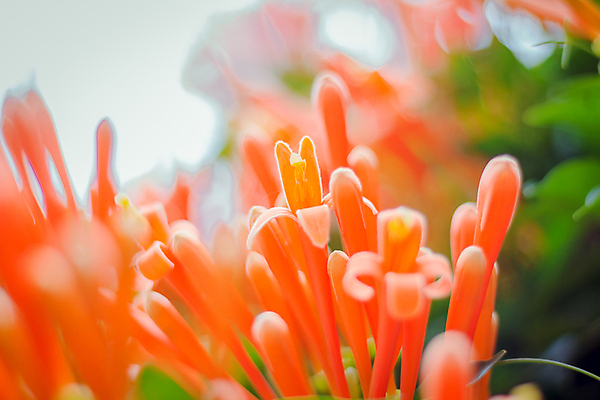 포토 JPG 해외이미지 식물 꽃잎 꽃 벽 줄기 백그라운드 잎 꽃무늬 밭 오렌지 자연 불 사람없음 빨간색 초록색 울타리 컬러풀 햇빛 노란색 크래커 정원 봄 활발 벚꽃 신선 화려 개화 그룹 트럼펫 포도나무 쿠바 내추럴 콘크리트 해외포토 자연요소 계절 컬러 컨셉 무늬 농업 과일 담장 태양 쿠키 중앙아메리카 과일나무 금관악기 생태계 파일형식 이미지허브