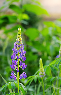 포토 JPG 해외이미지 꽃 분홍색 자연 사람없음 파란색 머리 정원 보라색 봄 닫기 제비꽃 라일락 해외포토 식물 계절 컬러 모션 신체부위 생태계 파일형식 이미지허브