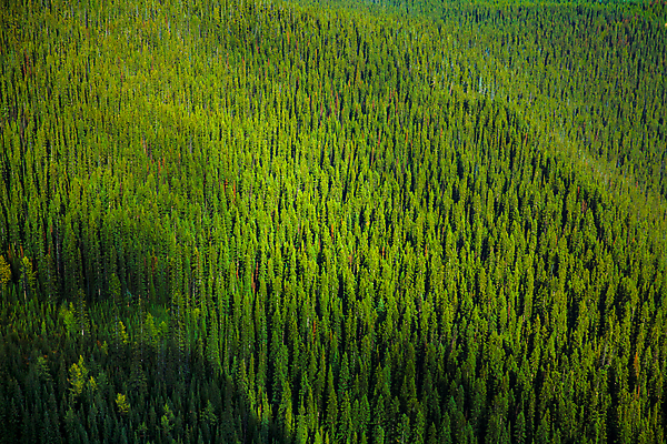 포토 JPG 해외이미지 나무 공원 여행 백그라운드 캐나다 북아메리카 자연 아침 건강 사람없음 야외 목재 초록색 햇빛 환경 침묵 소나무 정상 숲 친환경 질감 상록수 전나무 잡동사니 수목 가문비나무 해외포토 주간 식물 공공시설 컬러 재료 아메리카 태양 소리 생태계 파일형식 이미지허브