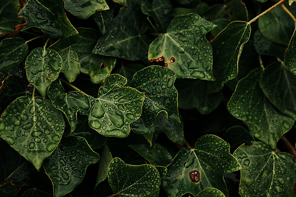 포토 JPG 해외이미지 백그라운드 잎 자연 사람없음 초록색 물방울 덩굴 해외포토 식물 컬러 생태계 파일형식 이미지허브