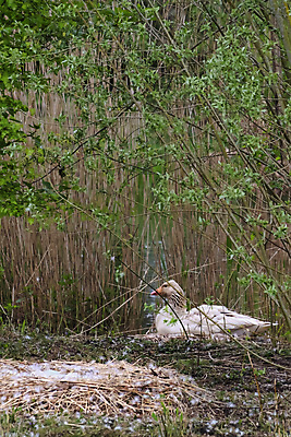 포토 JPG 해외이미지 나무 식물 동물 공원 꽃 호수 야생동물 백그라운드 잎 날개 조류 엄마 동화 오리 풍경 사람없음 야외 물 컬러풀 농장 반사 평화 귀여움 환경 수영 침묵 놀람 봄 흰색 나뭇가지 연못 둥지 숲 순수 깃털 부리 거위 물새 내추럴 해외포토 자연요소 계절 공공시설 감정 컬러 컨셉 농업 가족 표정 소리 수상스포츠 파일형식 이미지허브