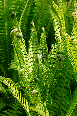 포토 JPG 해외이미지 식물 백그라운드 잎 패턴 곡선 자연 추상 나선형 사람없음 초록색 빛 환경 정원 봄 성장 소용돌이 나뭇가지 질감 상록수 내추럴 삼림지대 양치류 그리너리 해외포토 나무 계절 선 컬러 무늬 회오리 숲 생태계 파일형식 트랜드컬러 이미지허브