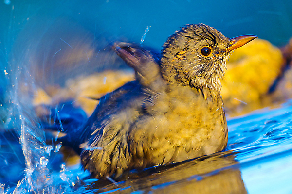포토 JPG 해외이미지 동물 유럽 음료 야생동물 날개 자연 조류 사람없음 초록색 물 환경 목욕 젖음 다양 연못 스페인 보호 숲 갈증 깃털 생태계 생물학 부리 서식지 동물상 무료 보호구역 생태학 해외포토 자연요소 교육 나라 컬러 다수 컨셉 조형물 청결 구역 파일형식 이미지허브