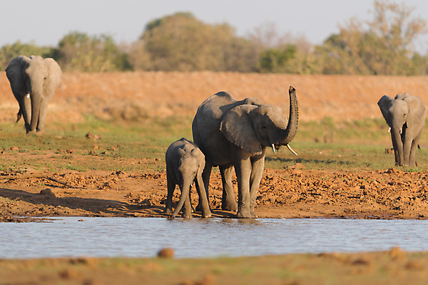 포토 JPG 해외이미지 동물 공원 도로 야생동물 모래 여행 포유류 아프리카 자연 코끼리 사람없음 야외 빨간색 세로 초록색 관광지 산책 탐험 치아 큼 사파리 황소 상아 나미비아 옛날 웅장함 전국 해외포토 공공시설 나라 길 컬러 교통시설 휴식 소화기관 소 크기 생태계 남아프리카 파일형식 이미지허브