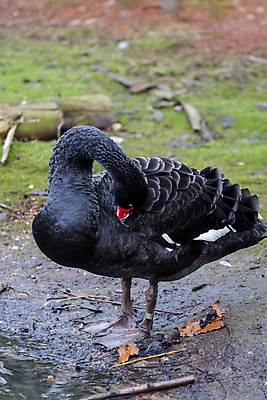 포토 JPG 해외이미지 동물 1 호수 야생동물 자연 조류 영국 사람없음 야외 빨간색 물 강 머리 검은색 연못 우아함 깃털 싱글 런던 부리 백조 목 계산서 내추럴 동물상 웅장함 해외포토 자연요소 유럽 컬러 컨셉 신체부위 조형물 생태계 파일형식 이미지허브