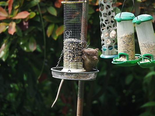 포토 JPG 해외이미지 씨앗 사람없음 정원 해충 쥐 설치류 낟알 수유 뺏기 해외포토 식물 동물 모션 벌레 파일형식 이미지허브