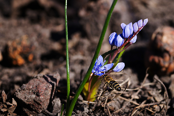 포토 JPG 해외이미지 식물 계절 공원 꽃잎 꽃 꽃다발 백그라운드 잎 꽃무늬 자연 사람없음 야외 초록색 파란색 컬러풀 뷰티 정원 보라색 봄 벚꽃 종 신선 개화 소프트포커스 숲 원예 내추럴 블루벨 해외포토 공공시설 컬러 무늬 촬영기법 취미 생태계 파일형식 이미지허브