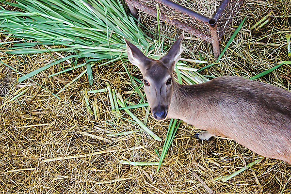 포토 JPG 해외이미지 동물 공원 여자 야생동물 백그라운드 밭 포유류 자연 초식동물 사슴 생물 털 동물원 성인 사람없음 야외 초록색 뷰티 갈색 머리 침묵 성장 가을 흰색 아기 신선 점 군중 숲 먹기 바퀴자국 코 꼬리 송아지 수유 반추동물 해외포토 계절 공공시설 새끼 컬러 농업 자국 모션 사람 신체부위 소리 소 생태계 파일형식 이미지허브