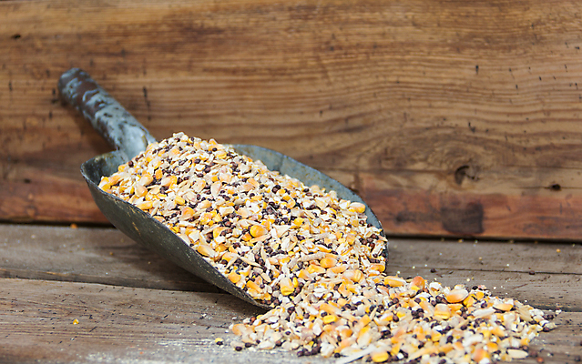 포토 JPG 해외이미지 동물 농업 가방 조류 옥수수 씨앗 사람없음 세일 시골 낟알 균형 시리얼 유채 보충 단백질 섞기 수수 작살 귀리 해외포토 식물 잡화 꽃 산업 음식 곡류 영양소 파일형식 이미지허브