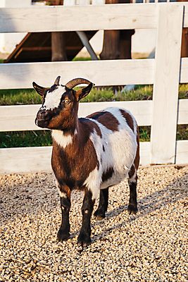 포토 JPG 해외이미지 동물 행복 밭 농업 포유류 자연 하늘 염소 사람없음 야외 목재 여름 울타리 농장 가축 시골 방목 네덜란드 미니 밭일 반추동물 해외포토 나무 계절 감정 유럽 산업 재료 담장 축산업 생태계 파일형식 이미지허브