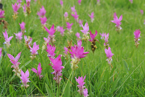 포토 JPG 해외이미지 나무 공원 꽃 아시아 여행 백그라운드 태국 사람없음 귀여움 튤립 해외포토 식물 공공시설 나라 컨셉 파일형식 이미지허브