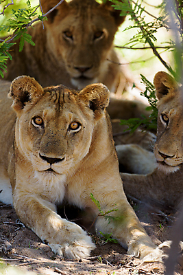 포토 JPG 해외이미지 동물 응시 야생동물 포유류 가족 아프리카 자연 엄마 동물원 사람없음 고양이 육아 황무지 결합 사자 작음 사파리 육식동물 케냐 사자자리 서식지 남쪽 내추럴 남아프리카 돌봄 암사자 칼라하리 해외포토 시선 나라 관계 모션 반려동물 별자리 사막 크기 암컷 방향 생태계 파일형식 이미지허브