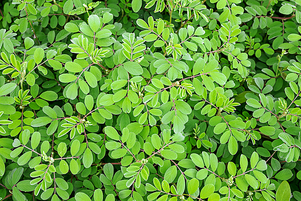 포토 JPG 해외이미지 나무 식물 디자인 벽 백그라운드 잎 패턴 자연 벽지 표면 사람없음 야외 초록색 빛 환경 정원 봄 신선 숲 작음 유기농 질감 내추럴 많음 해외포토 웰빙 계절 컬러 컨셉 무늬 크기 생태계 파일형식 이미지허브