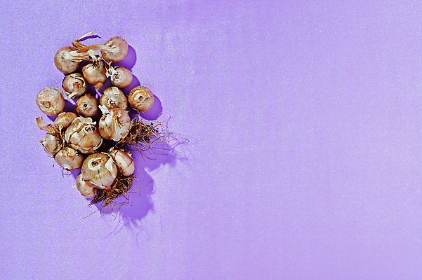 포토 JPG 해외이미지 스튜디오촬영 식물 계절 꽃 분홍색 백그라운드 꽃무늬 농업 전구 자연 건조 실내 사람없음 갈색 머리 보라색 수확 성장 꽃집 원예 뿌리 붓꽃 모종 심기 영원 정물화 카피스페이스 세련 해외포토 산업 컬러 무늬 모션 취미 내부 신체부위 상점 공백 그림 생태계 파일형식 이미지허브