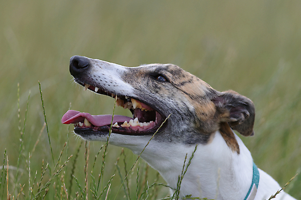 포토 JPG 해외이미지 주간 응시 행복 감정 얼굴 백그라운드 밭 장난 포유류 자연 놀이 근육 휴식 건강 피곤 사람없음 야외 초록색 반려동물 운동 기댐 활발 자유 흰색 오픈 뜨거움 구출 개 치아 혀 흥분 송곳니 내추럴 거짓말 경보 무료 평야 카피스페이스 해외포토 자연요소 동물 시선 컬러 컨셉 농업 모션 신체부위 공백 도움 입 소화기관 생태계 파일형식 이미지허브