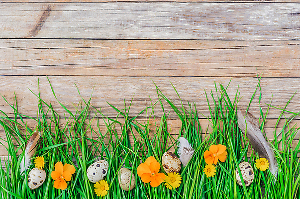 포토 JPG 해외이미지 식물 계절 꽃 행복 문화 백그라운드 컨셉 자연 아이디어 이벤트 잔디 사람없음 목재 장식 초록색 봄 벚꽃 시골 축하 인사 신선 신용카드 4월 심볼 깃털 질감 부활절계란 카피스페이스 해외포토 나무 감정 컬러 재료 부활절 금융 계란 공백 예절 날짜 생태계 파일형식 이미지허브