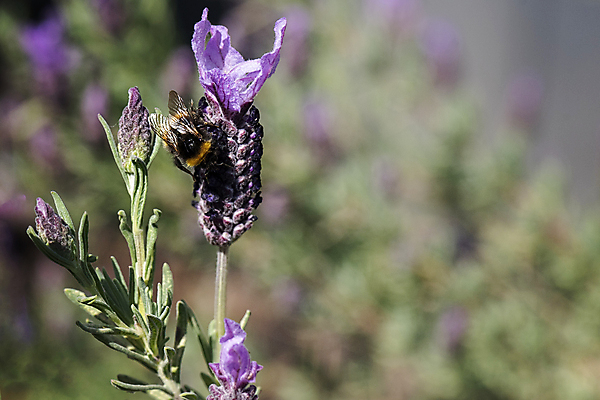포토 JPG 해외이미지 식물 동물 꽃잎 꽃 야생동물 곤충 백그라운드 꽃무늬 밭 자연 사람없음 초록색 파란색 컬러풀 머리 정원 맑음 보라색 봄 줄무늬 프랑스 벚꽃 개화 닫기 먹이 수집 허브 제비꽃 향기 아로마 먼지 꽃가루 꿀 라벤더 찌르기 내추럴 프랑스어 수유 호박벌 해외포토 문자 계절 유럽 컬러 무늬 농업 모션 날씨 신체부위 벌_곤충 가루 생태계 냄새 파일형식 이미지허브