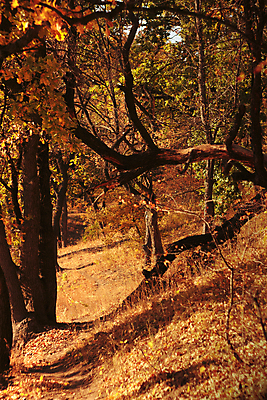포토 JPG 해외이미지 나무 계절 공원 길 여행 백그라운드 잎 오렌지 자국 자연 하늘 그림자 사람없음 야외 목재 빨간색 초록색 빛 컬러풀 햇빛 뷰티 노란색 환경 화목 활발 나뭇가지 시골 연못 황금 숲 냄새 10월 내추럴 강렬 해외포토 식물 공공시설 컬러 컨셉 과일 재료 태양 날짜 생태계 파일형식 이미지허브