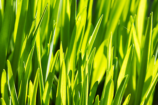 포토 JPG 해외이미지 식물 창 백그라운드 잎 패턴 자연 벽지 사람없음 야외 초록색 빛 컬러풀 햇빛 새싹 환경 봄 활발 젖음 성장 신선 칼날 발사 순수 질감 부드러움 내추럴 광합성 엘리먼트 그리너리 해외포토 계절 무기 컬러 컨셉 무늬 태양 감각 생태계 파일형식 트랜드컬러 이미지허브