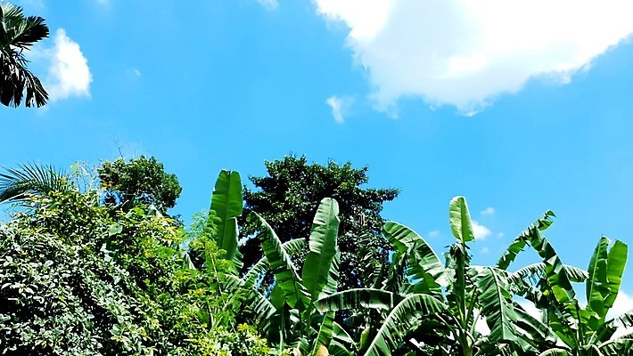 포토 JPG 해외이미지 나무 식물 잎 자연 하늘 휴식 바나나 손바닥 사람없음 가로 초록색 햇빛 농장 맑음 활발 젖음 사막 수확 성장 중앙 숲 큼 순수 생태계 에콰도르 동쪽 스카이라인 내추럴 강렬 밭일 이국적 파라다이스 해외포토 손 컬러 컨셉 농업 과일 날씨 태양 남아메리카 크기 방향 파일형식 이미지허브