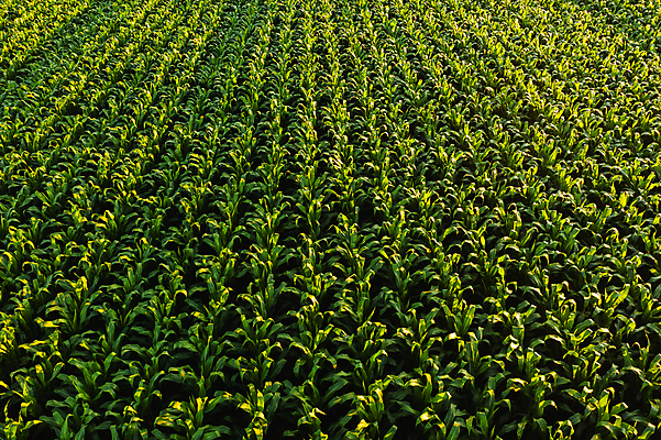 포토 JPG 해외이미지 계절 음식 줄기 백그라운드 잎 패턴 밭 농업 자연 하늘 안테나 옥수수 사람없음 초록색 농작물 세계 농장 농경지 맑음 봄 수확 성장 시골 신선 달콤 정상 낟알 땅 시리얼 유기농 밀가루 장면 밭일 수평선 해외포토 식물 웰빙 산업 컬러 무늬 통신 날씨 곡류 맛 가루 생태계 파일형식 이미지허브