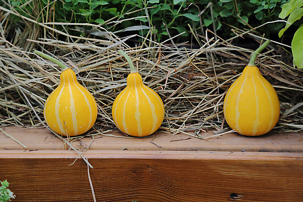 포토 JPG 해외이미지 식물 계절 음식 백그라운드 잎 밭 농업 채소 과일 자연 호박 휴가 건강 사람없음 야외 농작물 컬러풀 농장 환경 정원 할로윈 수확 침대 신선 큼 먹기 계산대 심볼 유기농 날것 박 스쿼시 내추럴 뒤뜰 생태학 숙성 특별함 해외포토 웰빙 교육 산업 스포츠 컬러 가구 컨셉 모션 구기 크기 생태계 파일형식 이미지허브