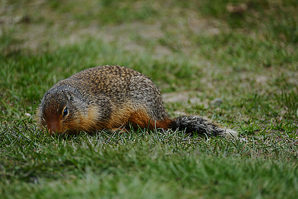 포토 JPG 해외이미지 동물 응시 공원 야생동물 백그라운드 캐나다 밭 포유류 자연 털 서기 풍경 사람없음 야외 초록색 여름 갈색 귀여움 코트 표현 황무지 닫기 설치류 작음 모피 북극 꼬리 다람쥐 귀 사냥꾼 북쪽 솜털 내추럴 동물상 땅바닥 발톱 해외포토 직업 시선 계절 공공시설 컬러 컨셉 북아메리카 농업 모션 발 바닥 신체부위 조형물 외투 크기 극지방 방향 생태계 파일형식 이미지허브