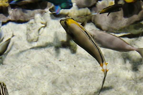 포토 JPG 해외이미지 동물 야생동물 바다 여행 백그라운드 자연 어류 동양인 사람없음 물 파란색 컬러풀 일본 검은색 수중 흰색 황금 큼 다이빙 수족관 잉어 내추럴 이국적 해외포토 자연요소 아시아 컬러 인종 수영 수중동물 크기 생태계 수중스포츠 파일형식 이미지허브