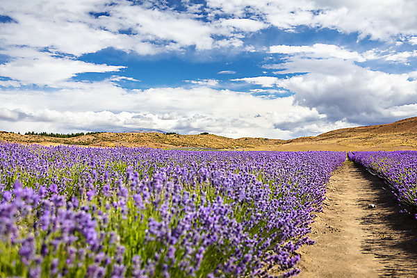 포토 JPG 해외이미지 주간 구름 꽃밭 하늘 산 사람없음 야외 뷰티 라벤더 남쪽 해외포토 자연요소 꽃 방향 허브 파일형식 이미지허브