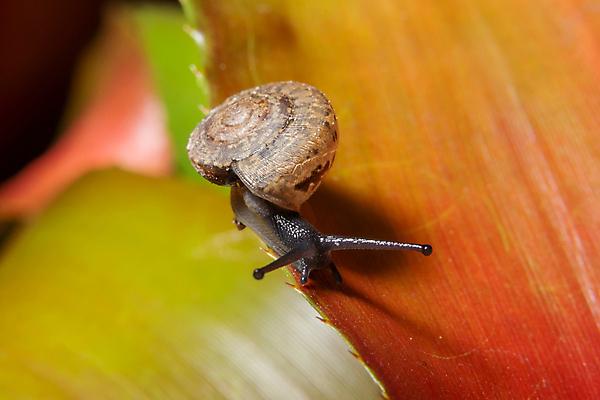 포토 JPG 해외이미지 주간 한마리 잎 근접촬영 사람없음 야외 아웃포커스 작음 기어가기 해외포토 자연요소 식물 1 뷰포인트 모션 촬영기법 크기 파일형식 이미지허브