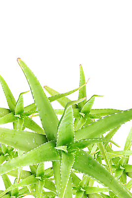 포토 JPG 해외이미지 사람없음 피부관리 흰배경 알로에 카피스페이스 알로에베라 해외포토 식물 백그라운드 뷰티 공백 흰색 파일형식 이미지허브