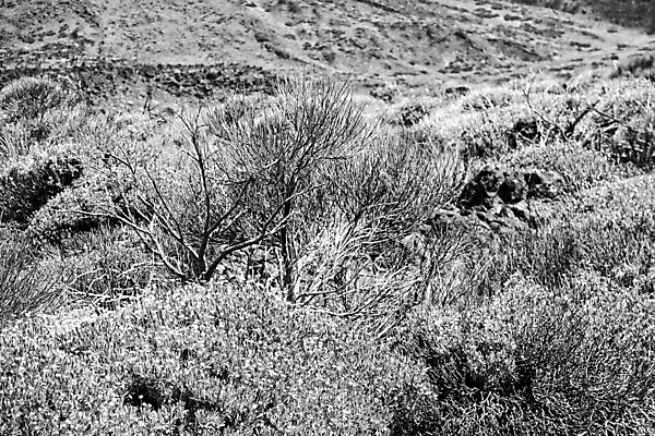 포토 JPG 해외이미지 식물 백그라운드 자연 따뜻함 경사 사람없음 뷰티 성장 화산 내추럴 스페인어 오리지널 흥미 해외포토 컨셉 산 생태계 파일형식 이미지허브