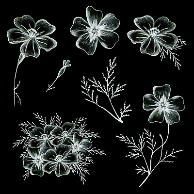 포토 JPG 해외이미지 식물 디자인 꽃잎 꽃 결혼 셔츠 잎 꽃무늬 일러스트 휴가 흑백 미술 사람없음 그래픽 장식 세트 연필 수확 성장 벚꽃 나뭇가지 신용카드 생일 인쇄 스케치 수집 문신 오브젝트 그림 복고 엽서 손그림 T 고립 엘리먼트 디테일 해외일러스트 나무 알파벳 기념일 상의 무늬 농업 문화예술 학용품 촬영기법 이벤트 금융 필기구 편지 파일형식 이미지허브