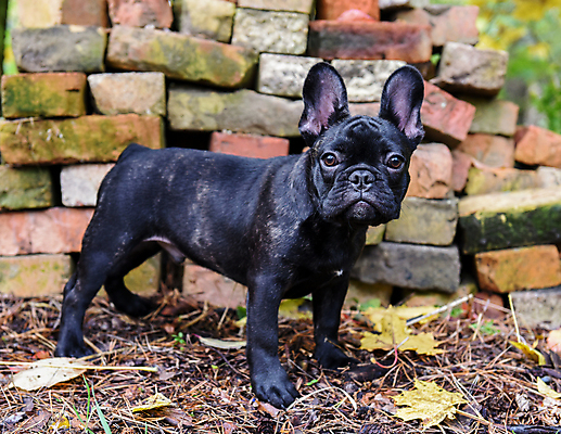 포토 JPG 해외이미지 주간 공원 새끼 벽돌 앉기 사람없음 야외 반려동물 반사 수확 개 강아지 복고 불독 해외포토 자연요소 동물 공공시설 농업 포유류 모션 파일형식 이미지허브