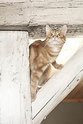 포토 JPG 해외이미지 나무 동물 1 얼굴 백그라운드 의자 오렌지 포유류 자연 휴가 휴식 수염 털 사랑 서기 사람없음 빨간색 반려동물 뷰티 머리카락 고양이 줄무늬 우정 흰색 입 닫기 작음 부드러움 빨간머리 고립 해외포토 식물 헤어스타일 감정 컬러 가구 컨셉 무늬 과일 모션 신체부위 친구 머리 감각 크기 생태계 파일형식 이미지허브