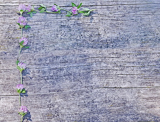 포토 JPG 해외이미지 식물 계절 꽃잎 꽃 행복 줄기 분홍색 꽃다발 백그라운드 잎 텍스트 자연 사람없음 야외 목재 초록색 여름 햇빛 맑음 봄 들꽃 벚꽃 흰색 시골 인사 신선 클로버 다발 심볼 내추럴 강렬 불가리아 해외포토 나무 감정 컬러 재료 날씨 태양 예절 생태계 파일형식 남유럽 이미지허브