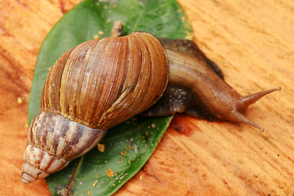 포토 JPG 해외이미지 동물 야생동물 음식 백그라운드 잎 패턴 다이어트 자연 조개 연체동물 주택 안테나 나선형 건강 사람없음 야외 목재 초록색 여름 빛 갈색 정원 산책 젖음 껍질 흰색 닫기 해충 작음 달팽이 덮기 느림 내추럴 기어가기 끈적임 해외포토 나무 식물 계절 컬러 무늬 재료 통신 모션 어패류 휴식 무척추동물 건물 벌레 크기 생태계 파일형식 이미지허브