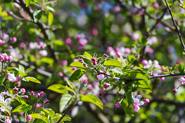 포토 JPG 해외이미지 나무 식물 계절 꽃잎 꽃 줄기 분홍색 백그라운드 잎 꽃무늬 자연 사람없음 야외 초록색 컬러풀 뷰티 새싹 정원 봄 성장 벚꽃 흰색 나뭇가지 신선 개화 닫기 사과 향기 부드러움 블러 파스텔톤 해외포토 컬러 무늬 과일 모션 감각 생태계 냄새 파일형식 이미지허브