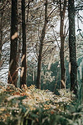 포토 JPG 해외이미지 나무 식물 계절 공원 길 백그라운드 잎 자연 파노라마 사람없음 야외 빨간색 초록색 빛 햇빛 태양 환경 맑음 봄 광선 신선 변화 숲 명상 역동적 통나무 마법 공터 10월 해외포토 자연요소 공공시설 컬러 컨셉 날씨 촬영기법 날짜 생태계 파일형식 이미지허브