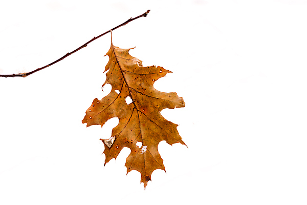 포토 JPG 해외이미지 나무 식물 잎 사람없음 오브젝트 해외포토 파일형식 이미지허브