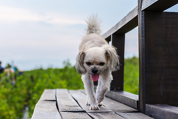 포토 JPG 해외이미지 동물 응시 여자 행복 여행 포즈 백그라운드 생각 밭 포유류 모션 태국 자연 놀이 하늘 휴가 사랑 사람없음 야외 목재 물 반려동물 달리기 태양 귀여움 맑음 기쁨 개 작음 스마트 푸들 기르기 방법 섞기 포메라니안 해외포토 자연요소 나무 시선 감정 아시아 컨셉 농업 재료 날씨 사람 크기 생태계 돌봄 파일형식 이미지허브