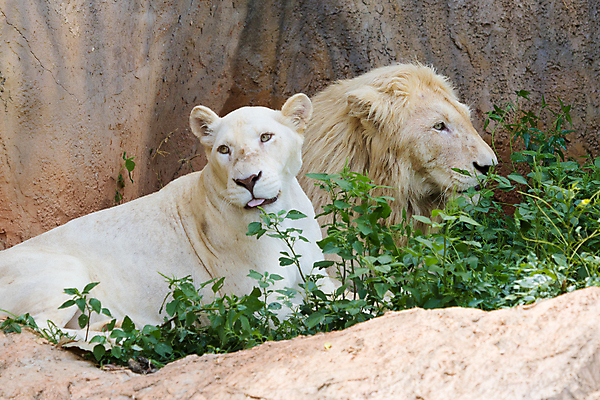 포토 JPG 해외이미지 동물 응시 얼굴 야생동물 새끼 신체 포유류 발 아프리카 자연 놀이 털 동물원 잔디 사람없음 머리 고양이 흰색 표현 보호 위험 사자 작음 가득함 손목시계 피부 육식동물 멸종 거짓말 기르기 해외포토 식물 시선 나라 시계 컬러 컨셉 장신구 신체부위 반려동물 크기 생태계 돌봄 파일형식 이미지허브