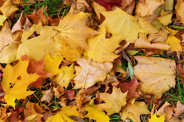포토 JPG 해외이미지 나무 식물 계절 공원 백그라운드 단풍 잎 오렌지 자연 건조 풍경 잔디 사람없음 야외 컬러풀 햇빛 뷰티 노란색 일출 활발 덮개 가을 황금 11월 10월 전경 해외포토 공공시설 컬러 컨셉 과일 태양 노을 뚜껑 날짜 생태계 파일형식 탑뷰 이미지허브