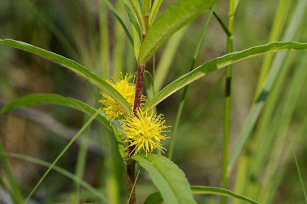 포토 JPG 해외이미지 식물 꽃잎 줄기 잎 자연 사람없음 뷰티 양귀비 칼라꽃 그리너리 해외포토 꽃 생태계 파일형식 트랜드컬러 이미지허브